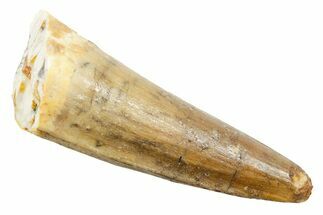 Fossil Spinosaurus Tooth - Real Dinosaur Tooth #362924