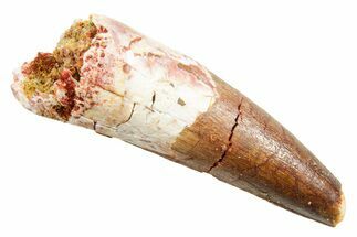 Fossil Spinosaurus Tooth - Real Dinosaur Tooth #362925