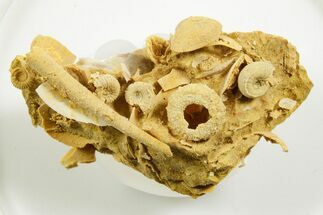 Miniature Fossil Cluster (Ammonites, Scaphopod, Urchin) - France #364249
