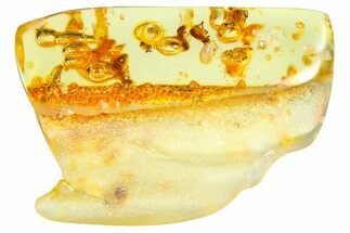 Polished Colombian Copal ( g) - Contains Beetles & Termites #364280