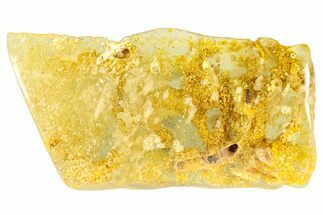Polished Colombian Copal ( g) - Contains Termites & Enhydros #364289