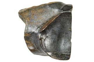 Fossil Triceratops Shed Tooth - Wyoming #364320