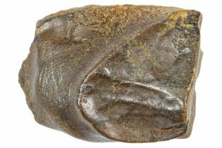 Fossil Triceratops Shed Tooth - Wyoming #364321