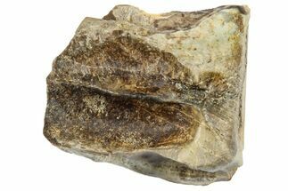 Fossil Triceratops Shed Tooth - Wyoming #364326