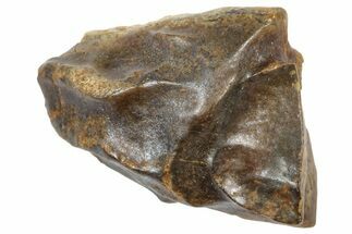 Fossil Triceratops Shed Tooth - Wyoming #364329