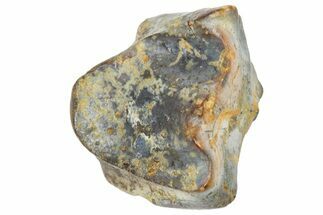 Fossil Triceratops Shed Tooth - Wyoming #364332