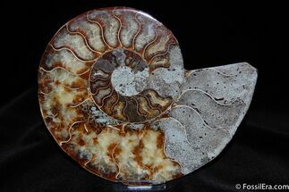 Large / Polished Cleoniceras Ammonite (half) #359