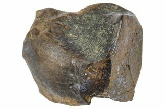 Fossil Triceratops Shed Tooth - Wyoming #364336