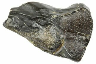 Fossil Triceratops Shed Tooth - Wyoming #364345