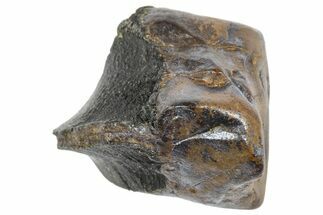 Fossil Triceratops Shed Tooth - Wyoming #364350