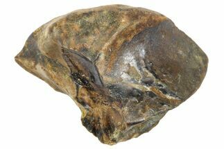 Sub-Adult Dinosaur (Triceratops) Tooth - Wyoming #364351