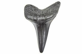 Fossil White Shark Tooth - South Carolina #364384