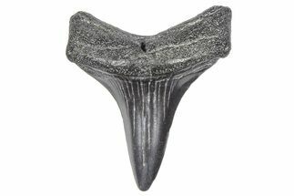 Fossil White Shark Tooth - South Carolina #364389