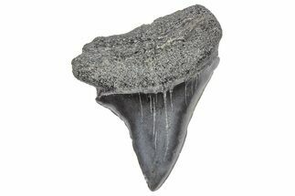 Fossil White Shark Tooth - South Carolina #364397