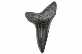 Fossil White Shark Tooth - South Carolina #364420