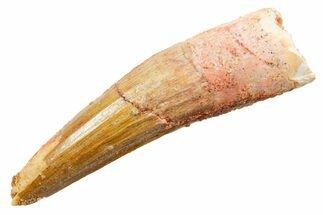 Fossil Spinosaurus Tooth - Real Dinosaur Tooth #364199