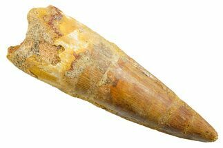 Fossil Spinosaurus Tooth - Real Dinosaur Tooth #364208
