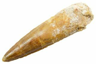 Fossil Spinosaurus Tooth - Real Dinosaur Tooth #364215