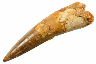 Fossil Spinosaurus Tooth - Real Dinosaur Tooth #364219