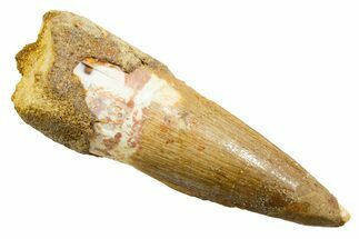 Fossil Spinosaurus Tooth - Real Dinosaur Tooth #364221