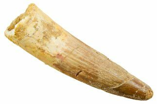 Fossil Spinosaurus Tooth - Real Dinosaur Tooth #364228