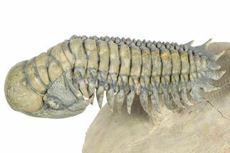 Flying Crotalocephalina Trilobite - Atchana, Morocco #359180