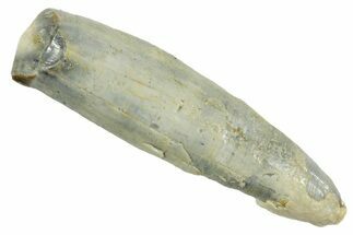Fossil Titanothere (Megacerops) Canine Tooth - South Dakota #364408