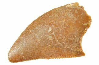 Serrated Raptor Tooth - Real Dinosaur Tooth #364692