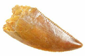 Serrated Raptor Tooth - Real Dinosaur Tooth #364696