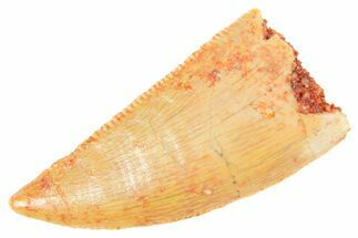 Serrated Raptor Tooth - Real Dinosaur Tooth #364717