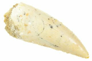 Serrated Raptor Tooth - Real Dinosaur Tooth #364719