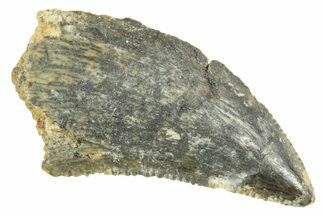 Serrated Raptor Tooth - Real Dinosaur Tooth #364731