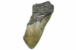 Partial, Fossil Megalodon Tooth - North Carolina #363756