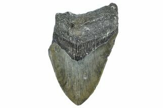 Partial, Fossil Megalodon Tooth - North Carolina #363760