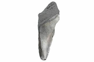 Partial Fossil Megalodon Tooth - South Carolina #362524