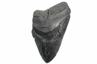 Partial Fossil Megalodon Tooth - South Carolina #362542