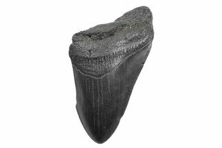 Partial Fossil Megalodon Tooth - South Carolina #362572
