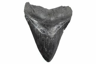 Fossil Megalodon Tooth - South Carolina #362578