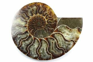 Cut & Polished Ammonite Fossil (Half) - Madagascar #364927