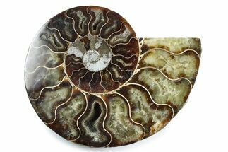 Cut & Polished Ammonite Fossil (Half) - Madagascar #364933