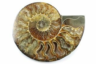 Cut & Polished Ammonite Fossil (Half) - Madagascar #364936