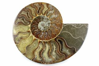 Cut & Polished Ammonite Fossil (Half) - Madagascar #364939