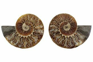 Cut & Polished Crystal-Filled Ammonite Fossil - Madagascar #364747