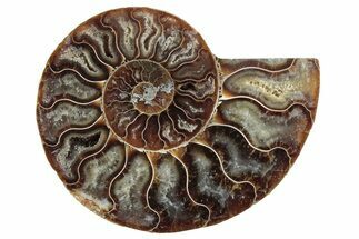 Cut & Polished Ammonite Fossil (Half) - Madagascar #364896