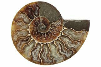 Cut & Polished Ammonite Fossil (Half) - Madagascar #364898