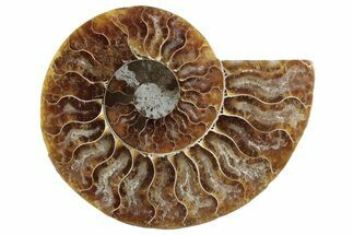Cut & Polished Ammonite Fossil (Half) - Madagascar #364904