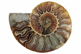 Cut & Polished Ammonite Fossil (Half) - Madagascar #364907