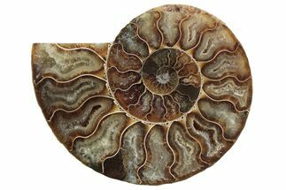Cut & Polished Ammonite Fossil (Half) - Madagascar #364909