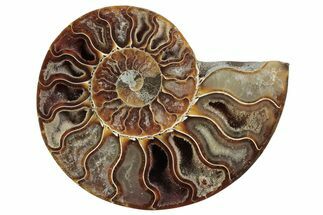 Cut & Polished Ammonite Fossil (Half) - Madagascar #364912