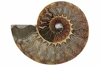 Cut & Polished Ammonite Fossil (Half) - Madagascar #364913